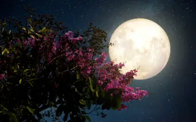 Jardiner avec la lune : Calendrier lunaire de Avril à Mai 2021